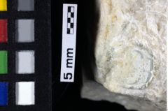 Foto (Detailansicht) von Ululapagurus oroszyi (Fraaije et al., 2019) (NHMW-GEO-1990-0041-0194)